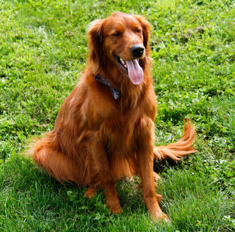 Dave the Therapy Dog Provider Photo 768x759