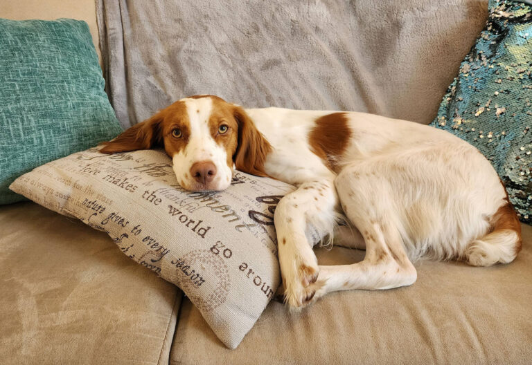 Linda The Therapy Dog Provider Picture for Website 768x528